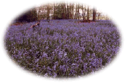 bluebells in Downley woods